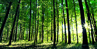 dolle-forrest-sustainability